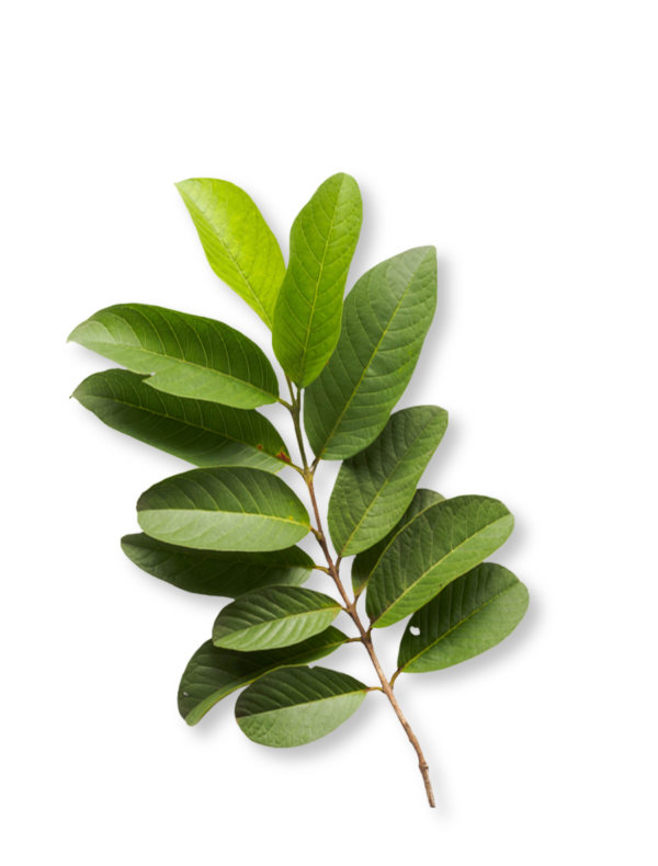 ogaenics_ingredient_Guavaleaf_900x1200pi Guaveblatt Ogaenics Zutaten
