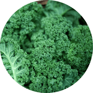 sulforaphane_Detox-Lebensmittel_Kohl