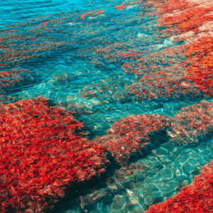 Bona Nanza Calcium d'algues calcaires rouges biologiques