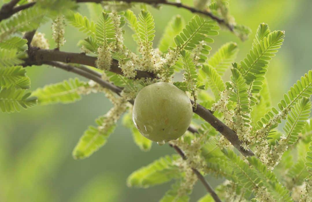 Ogaenics-Healthy-Kick-Bio-Plant-Based-Vitamin-C-Nahrungsergaenzung (8)