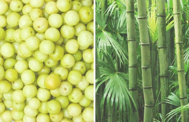 Ogaenics-PDP_Moodbilder-BeautyFuel-Bio-Skin-Radiance-Komplex-Collagen-hyaluronsaeure-antioxidantien-amla-vitaminc-bambus-silizium Ogaenics-PDP_Moodbilder-BeautyFuel-Bio-Skin-Radiance-Komplex-Collagen-hyaluronsaeure-antioxidantien-amla-vitaminc-bambus-silizium