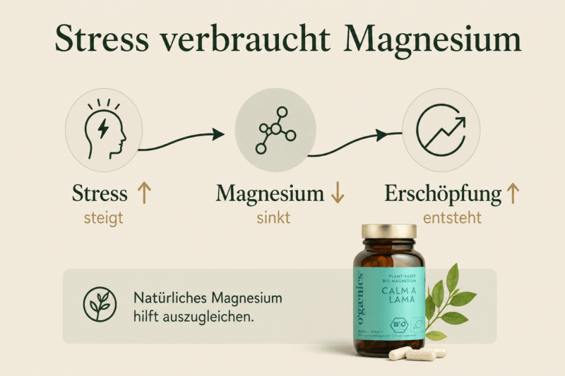 Ogaenics_CALM-A-LAMA-PLant-based-Bio-Magnesium-Infografik Ogaenics_CALM-A-LAMA-PLant-based-Bio-Magnesium-Infografik