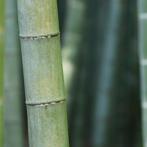 15Ogaenics_Bio-Zutaten-natürliche-nahrungsergaenzung-bambus silizium