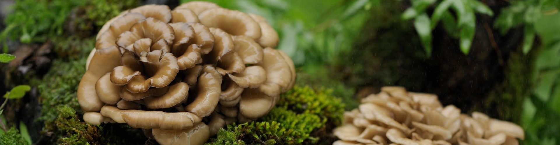 bio-maitake-in-natuerlicher-form-Zutaten_Ogaenics-