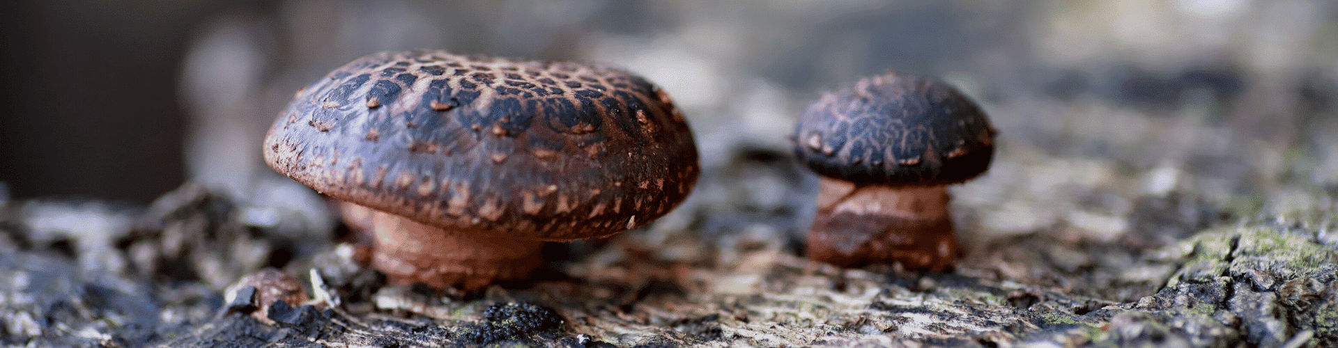 Ogaenics-Zutaten_shiitake-in-natur