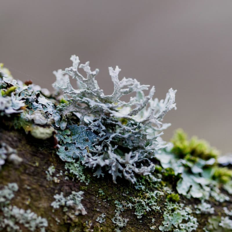 Organic lichen vegan, plantbased vitamin D3 from Ogaenics.