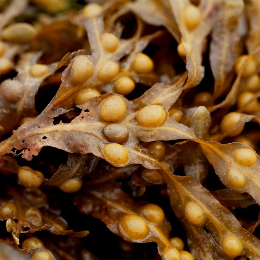 Iode de Kelp BIO naturel en gélules - Ascophyllum nodosum