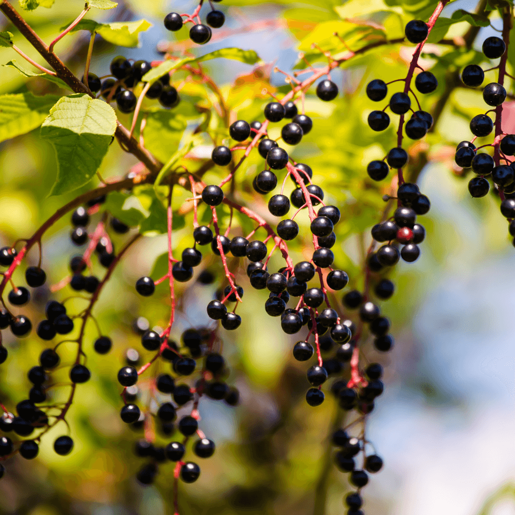 Ogaenics-bio-zutaten-natuerliche-vitamine-schwarzer-holunder