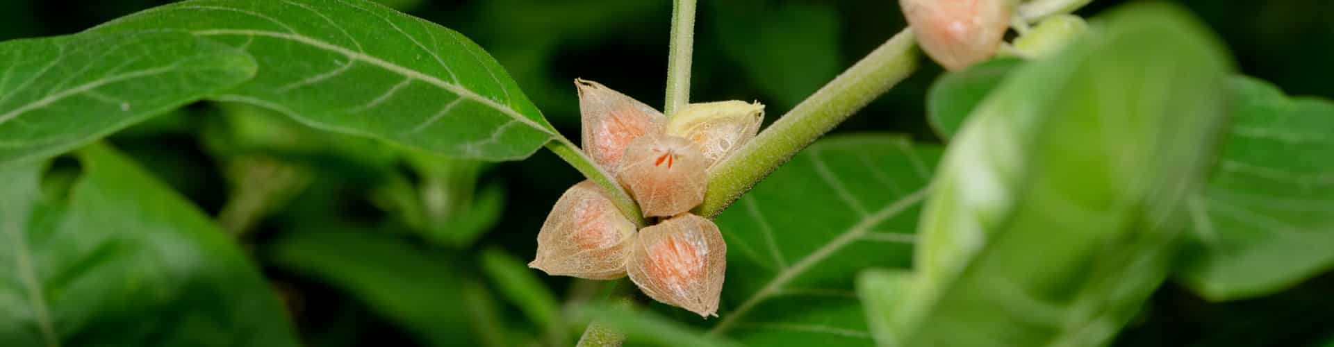 bio-ashwagandha-in-natuerlicher-form-Ogaenics-zutaten