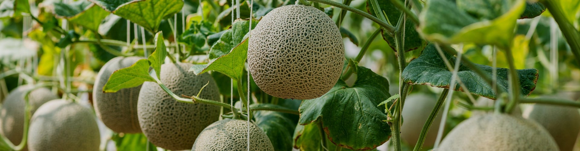 bio-melone-in-natuerlicher-form