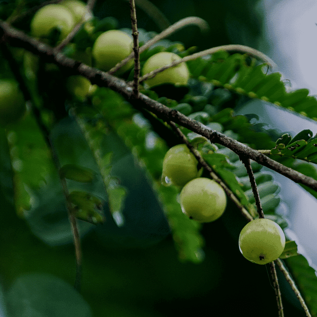 Ogaenics-bio-zutaten-natuerliche-vitamine-amla