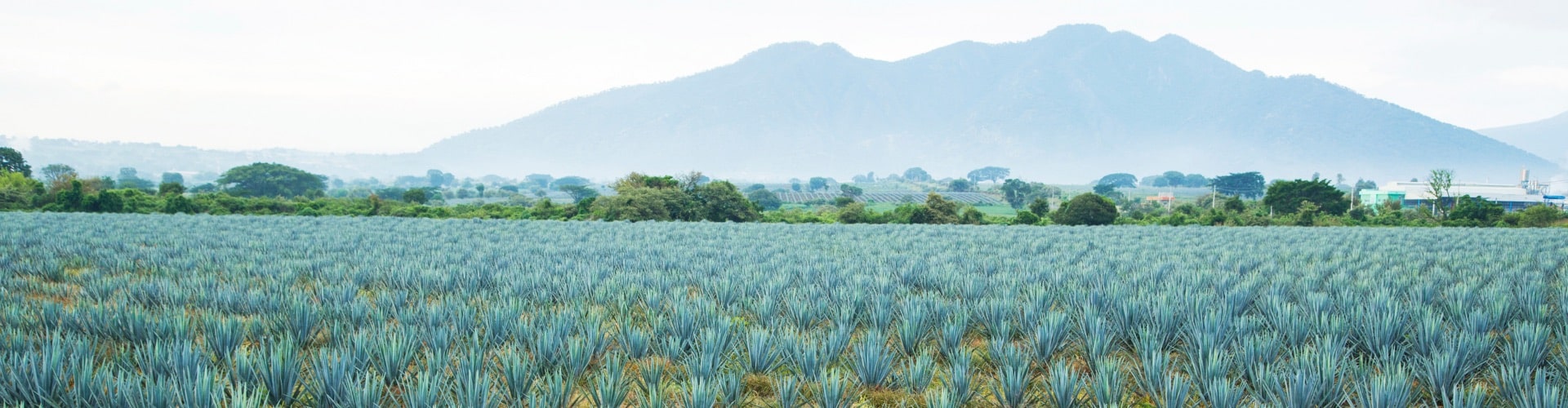 Zutaten_Ogaenics-bio-agave-in-natuerlicher-form