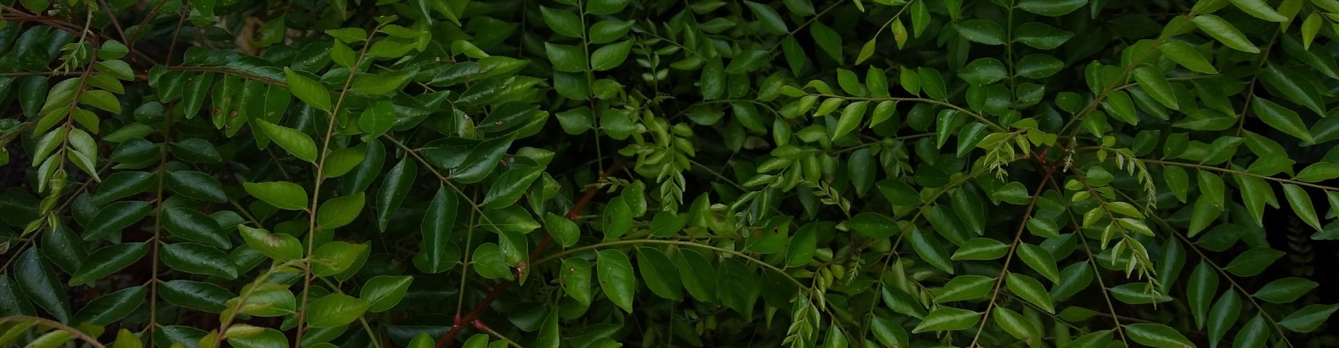 bio-curryblatt-in-natuerlicher-form-Zutaten_Ogaenics