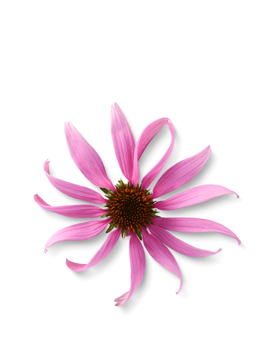 ogaenics_Zutaten_Bio-Echinacea