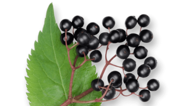 Sureau noir bio