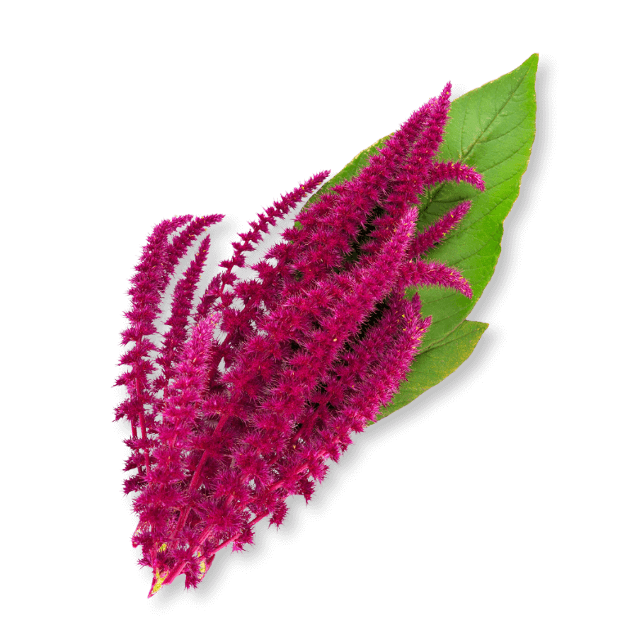 bio-amaranth-squalen-ogaenics-zutat-natuerlich