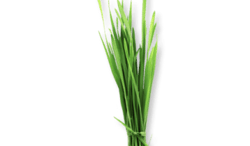 Herbe d’orge bio