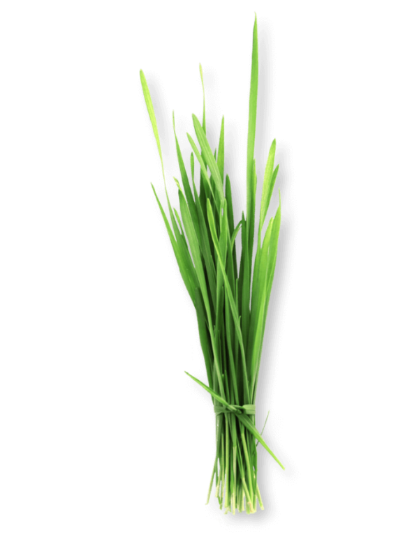 bio-gerstengras-ogaenics-zutat-natuerlich bio-gerstengras-ogaenics-zutat-natuerlich