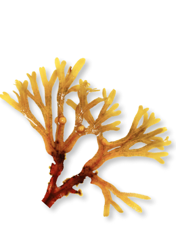 bio-knotentang-kelp-jod-ogaenics-zutat-natuerlich