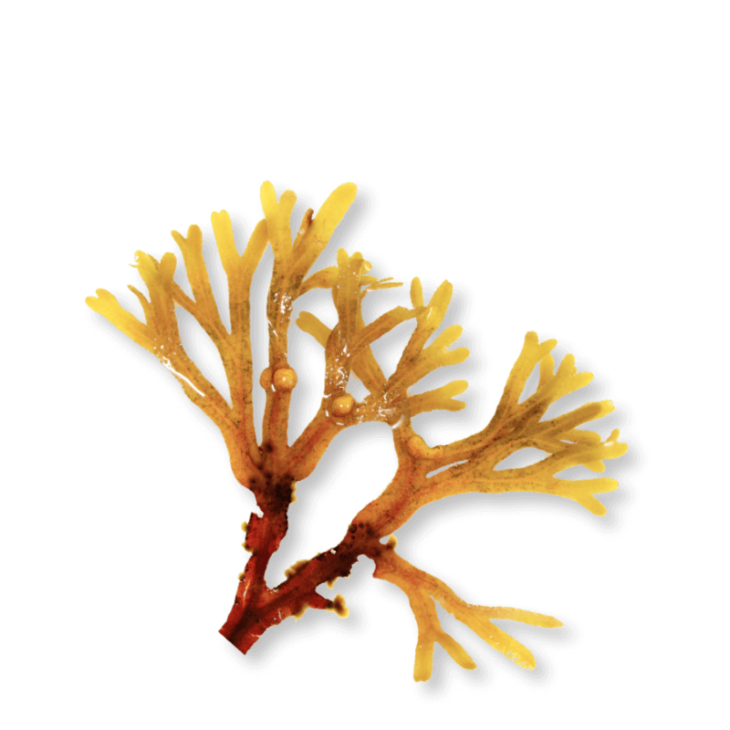 bio-knotentang-kelp-jod-ogaenics-zutat-natuerlich