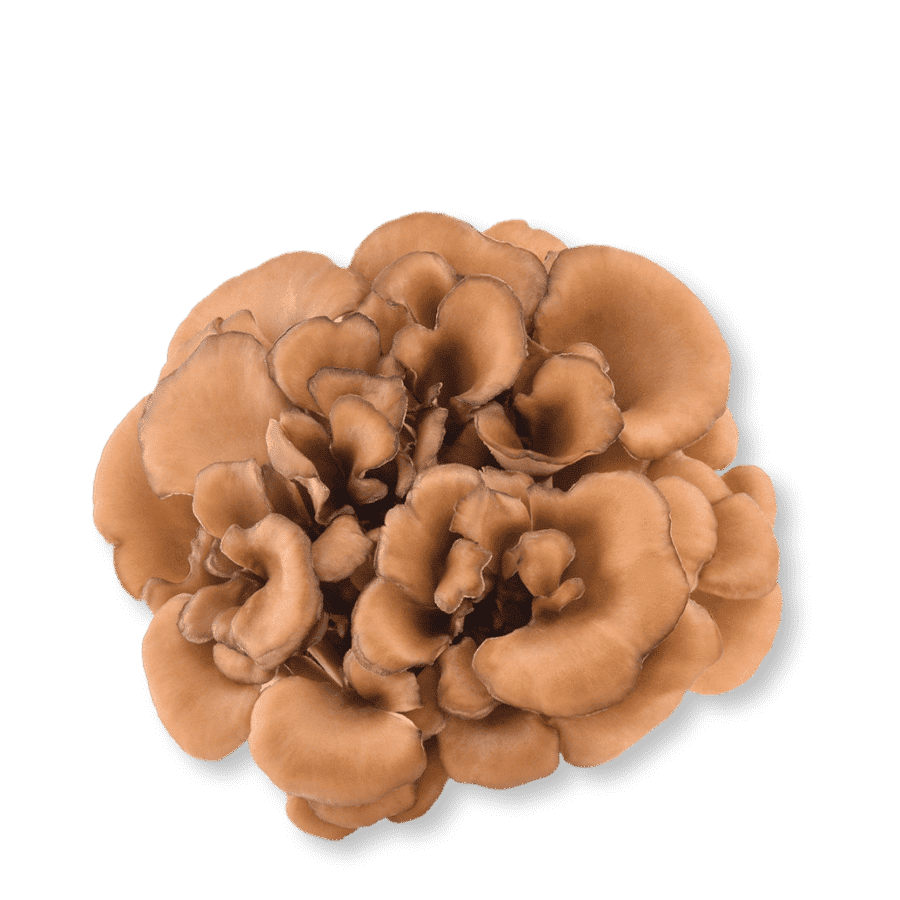 Organic Maitake Mushroom for a strong immune system - Ogaenics