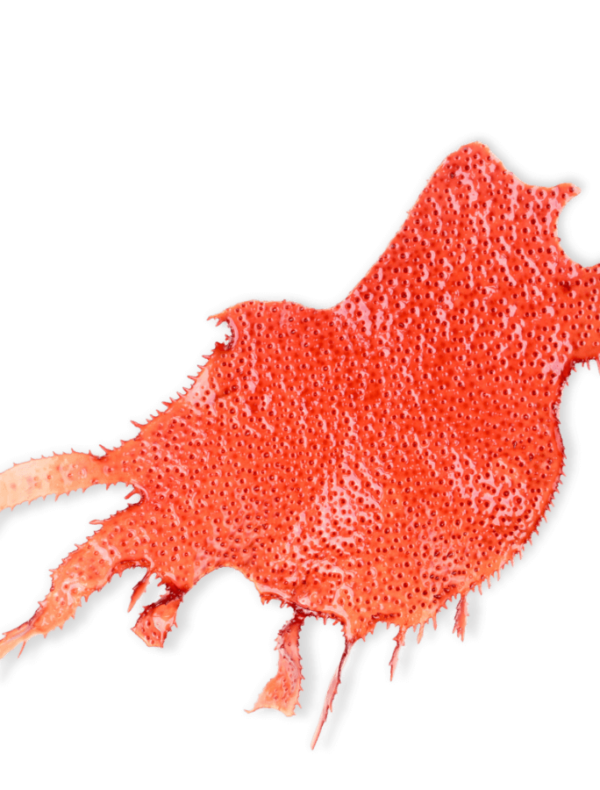 bio-rote-kalkalge-calcium-ogaenics-zutat-natuerlich bio-rote-kalkalge-calcium-ogaenics-zutat-natuerlich