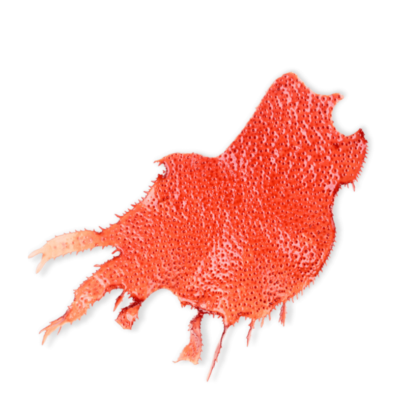 bio-rote-kalkalge-calcium-ogaenics-zutat-natuerlich bio-rote-kalkalge-calcium-ogaenics-zutat-natuerlich
