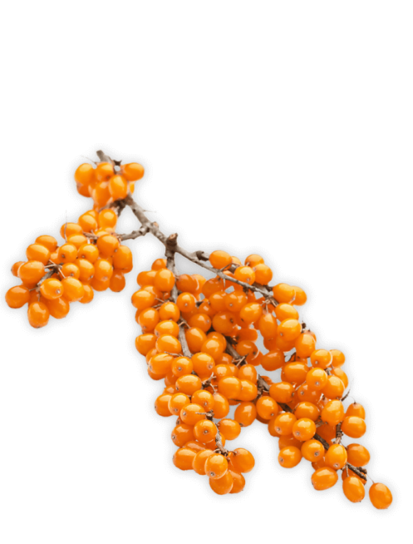 bio-sanddorn-omega3-fettsaeuren-ogaenics-zutat-natuerlich bio-sanddorn-omega3-fettsaeuren-ogaenics-zutat-natuerlich