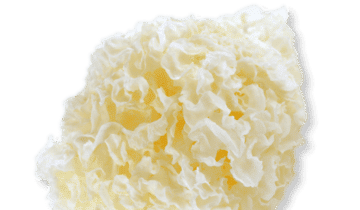 Tremella bio