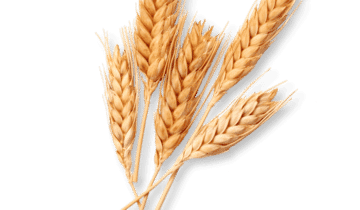 Blé bio