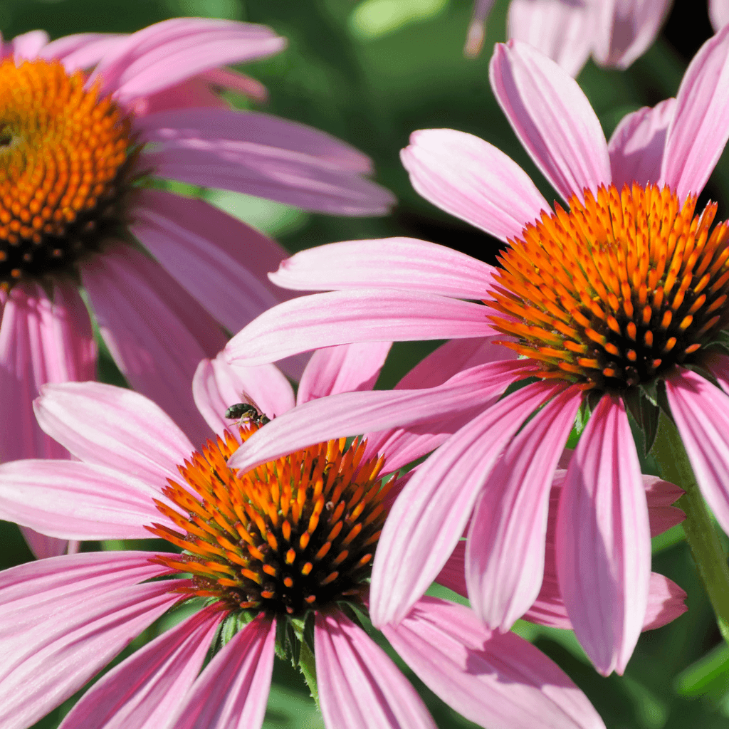 Ogaenics-bio-zutaten-natuerliche-vitamine-echinacea