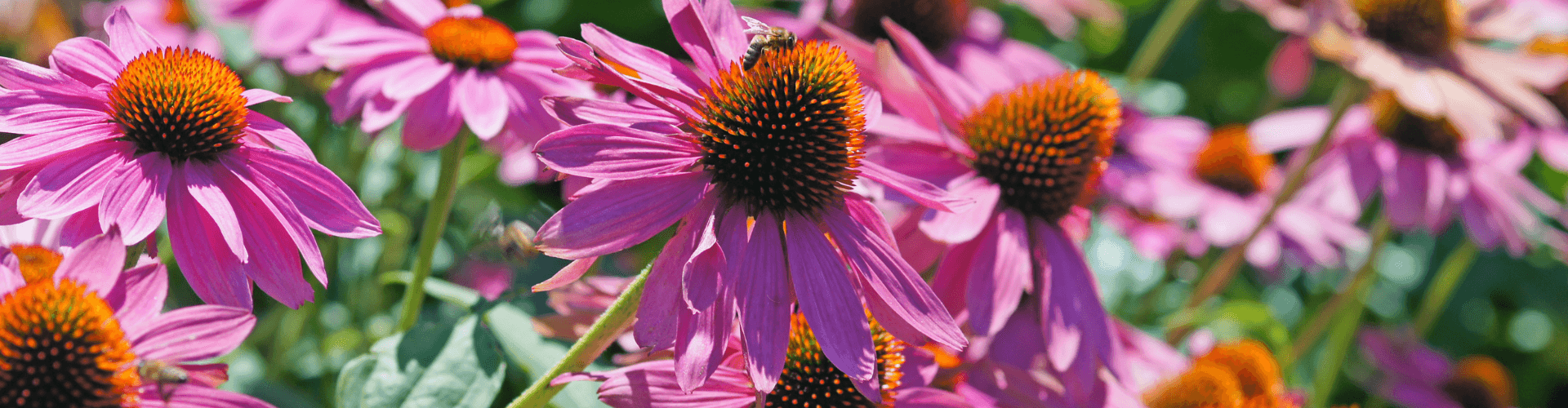 bio-echinacea-in-natuerlicher-form-Zutaten_Ogaenics