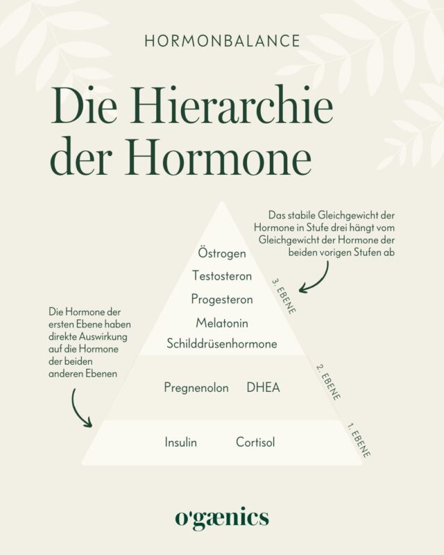 Infographie-Hiérarchie-des-Hormones-Ogaenics