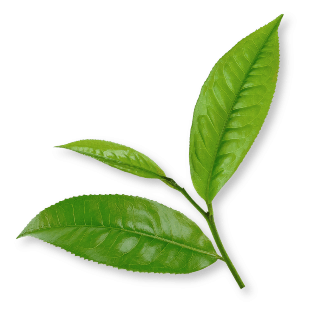 Bio-Grüntee – Polyphenole und EGCG
