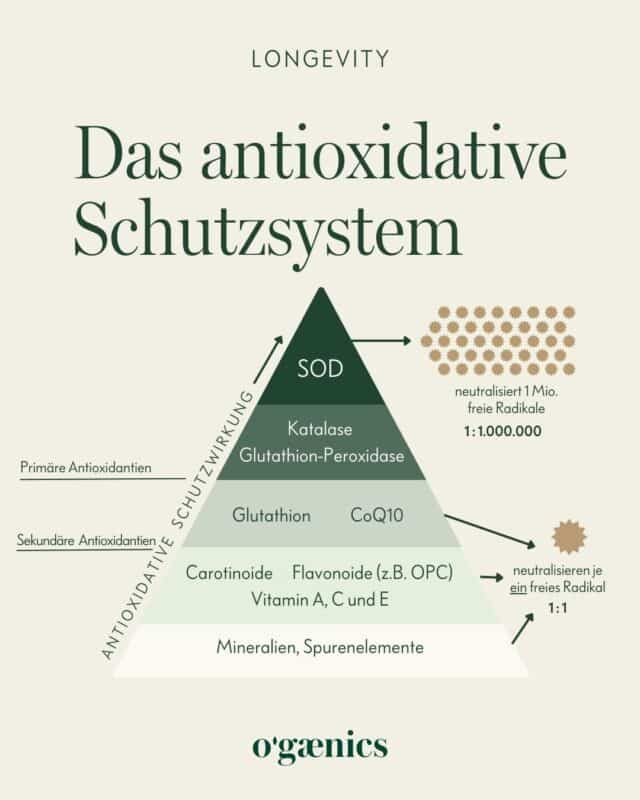 CL_Infografik Antioxidantien Pyramide