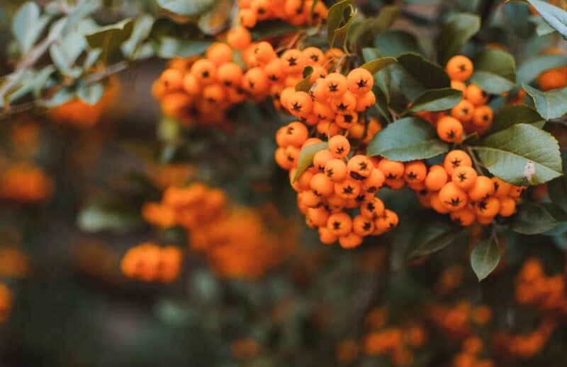 Argousier bio d'Ogaenics Argousier bio d'Ogaenics