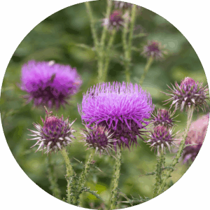 Detox-Mariendistel Detox-Mariendistel