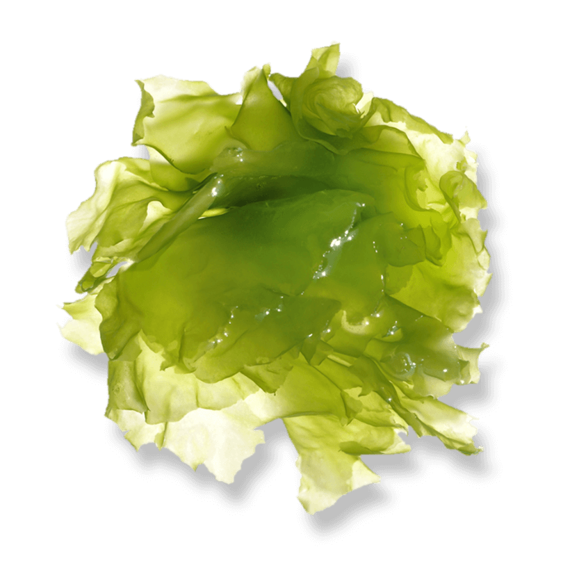 Bio Grünalge