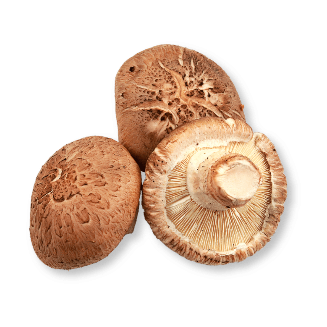 Bio Shiitake
