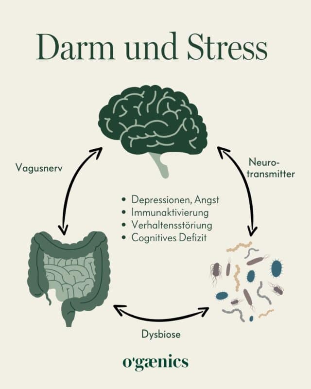 Infografik Darm Stress