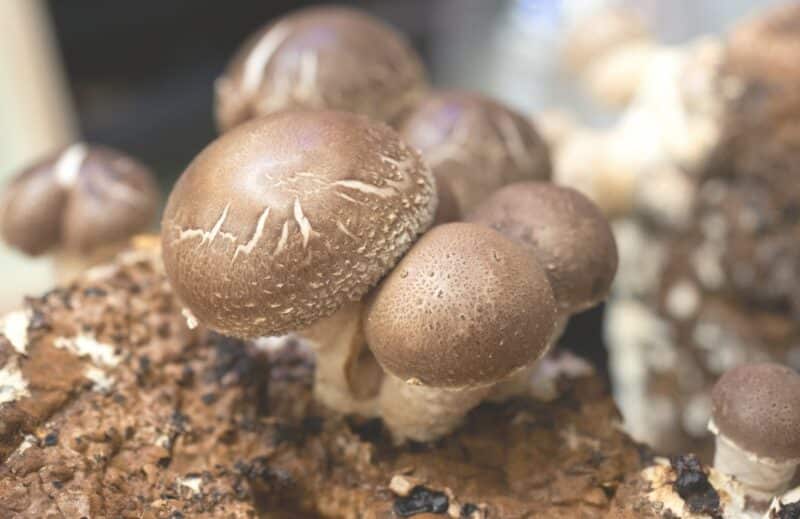 Ogaenics-Mood-mood-bio-psychobiotic-komplex-Shiitake-vitaminb12