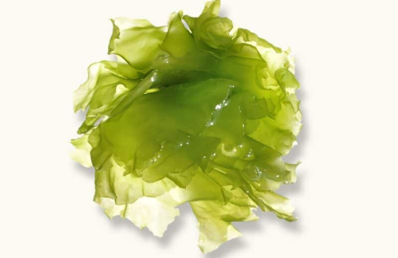 Ogaenics-Mood-mood-bio-psychobiotic-komplex-magnesium Grünalge