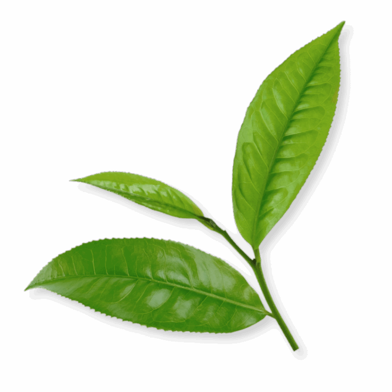 Bio-Tee-Grünertee-Sencha-Ingredient Bio-Tee-Grünertee-Sencha-Ingredient
