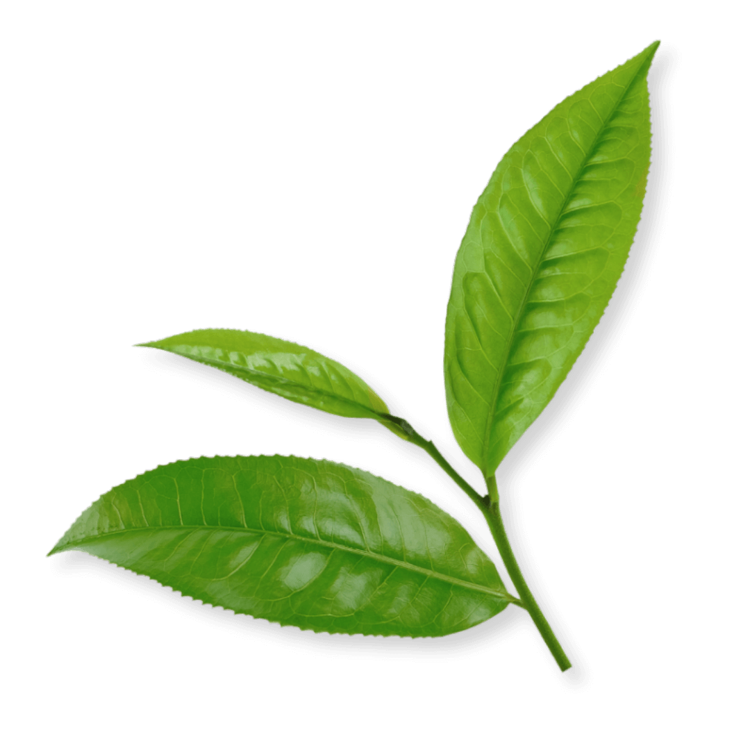 Thé vert sencha bio