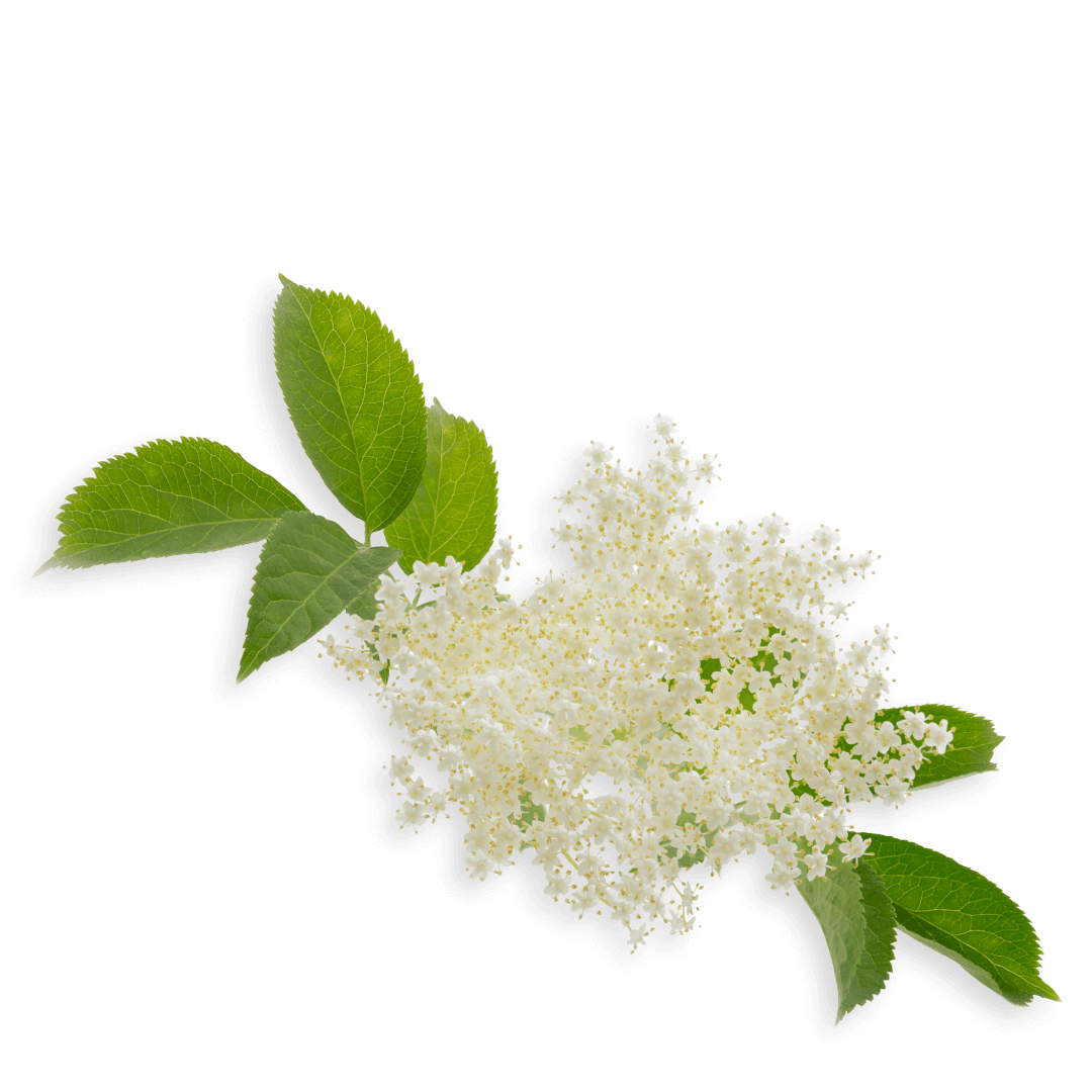 Fleurs de sureau bio