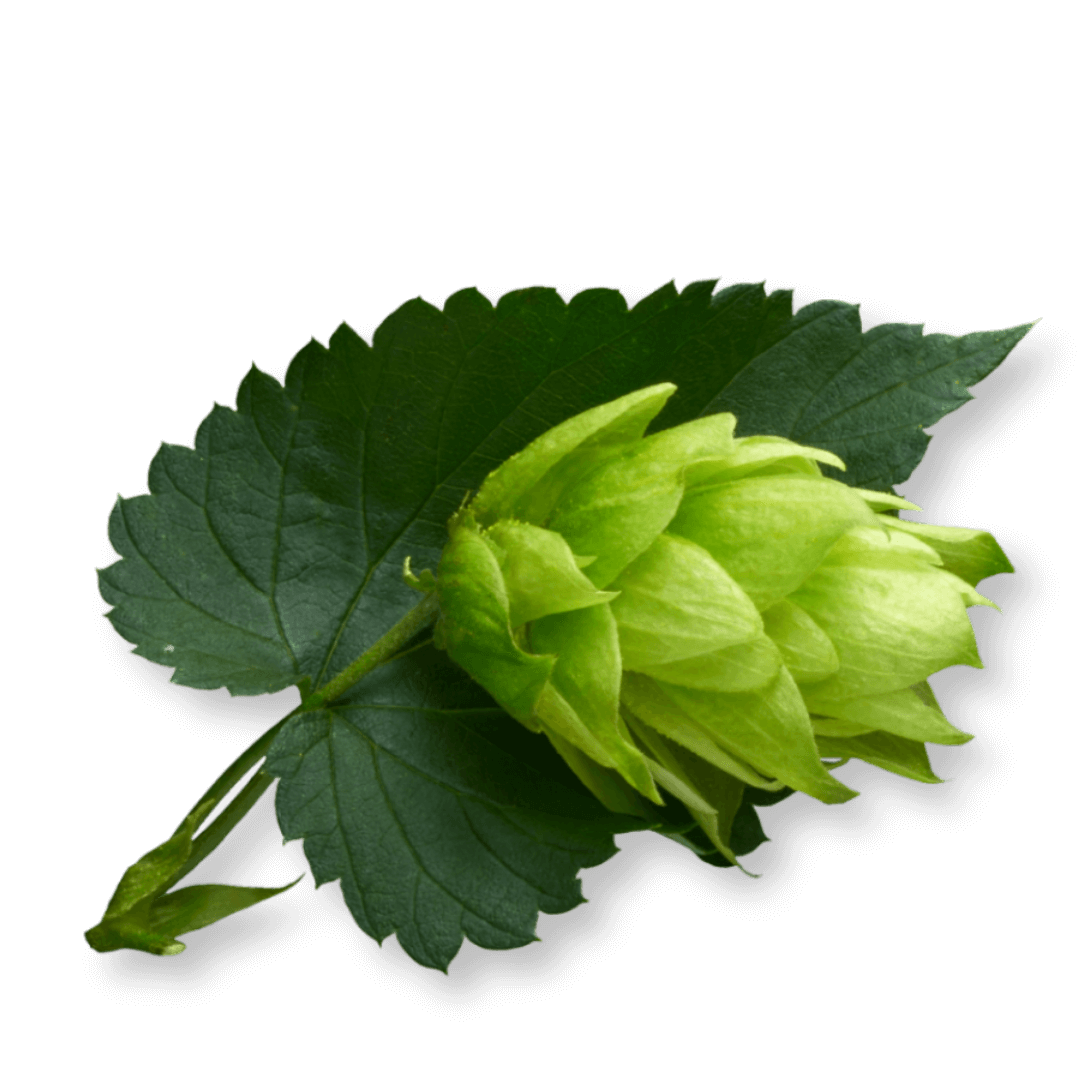 Bio Hopfen