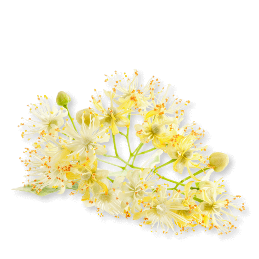 Fleurs de tilleul bio