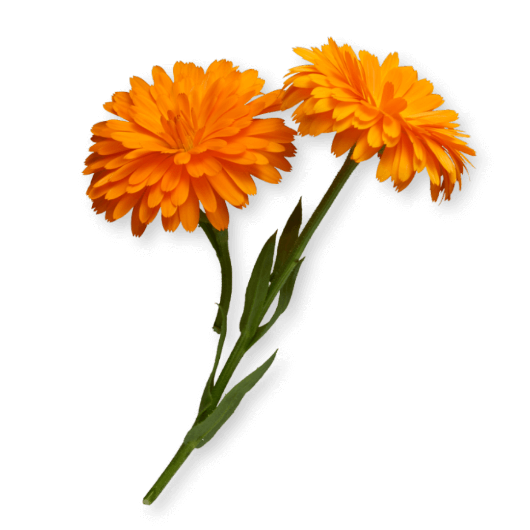 Fleurs de calendula bio