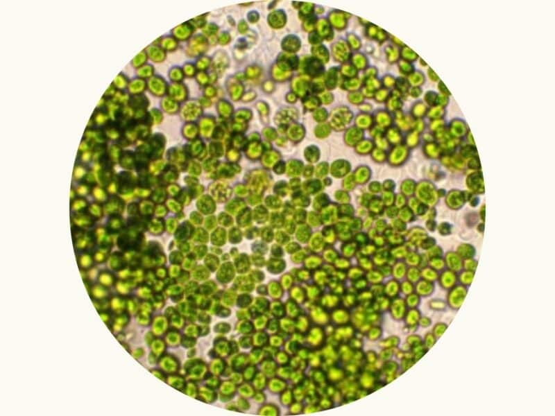 Landingpage_OCEAN-MIND-Bio-MicroAlge_Bubble_Ogaenics Landingpage_OCEAN-MIND-Bio-MicroAlge_Bubble_Ogaenics