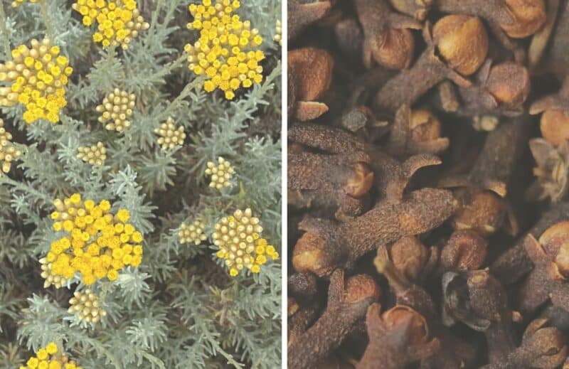 Ogaenics-moodbilder-the-purist-bio-kraeuter-herbal-komplex-leber-stoffwechsel-cleanse-hepure-immortelle-nelken Ogaenics-moodbilder-the-purist-bio-kraeuter-herbal-komplex-leber-stoffwechsel-cleanse-hepure-immortelle-nelken